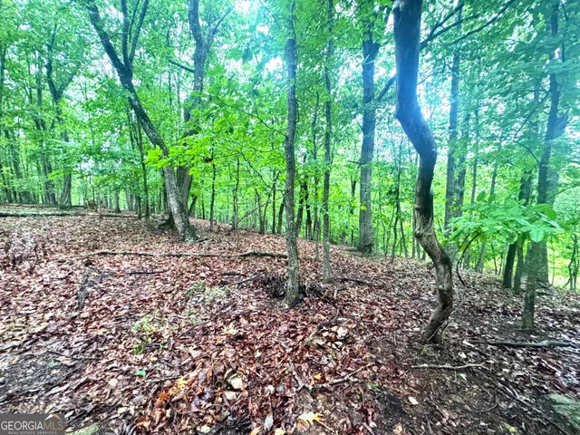 a view of a yard with plants and trees