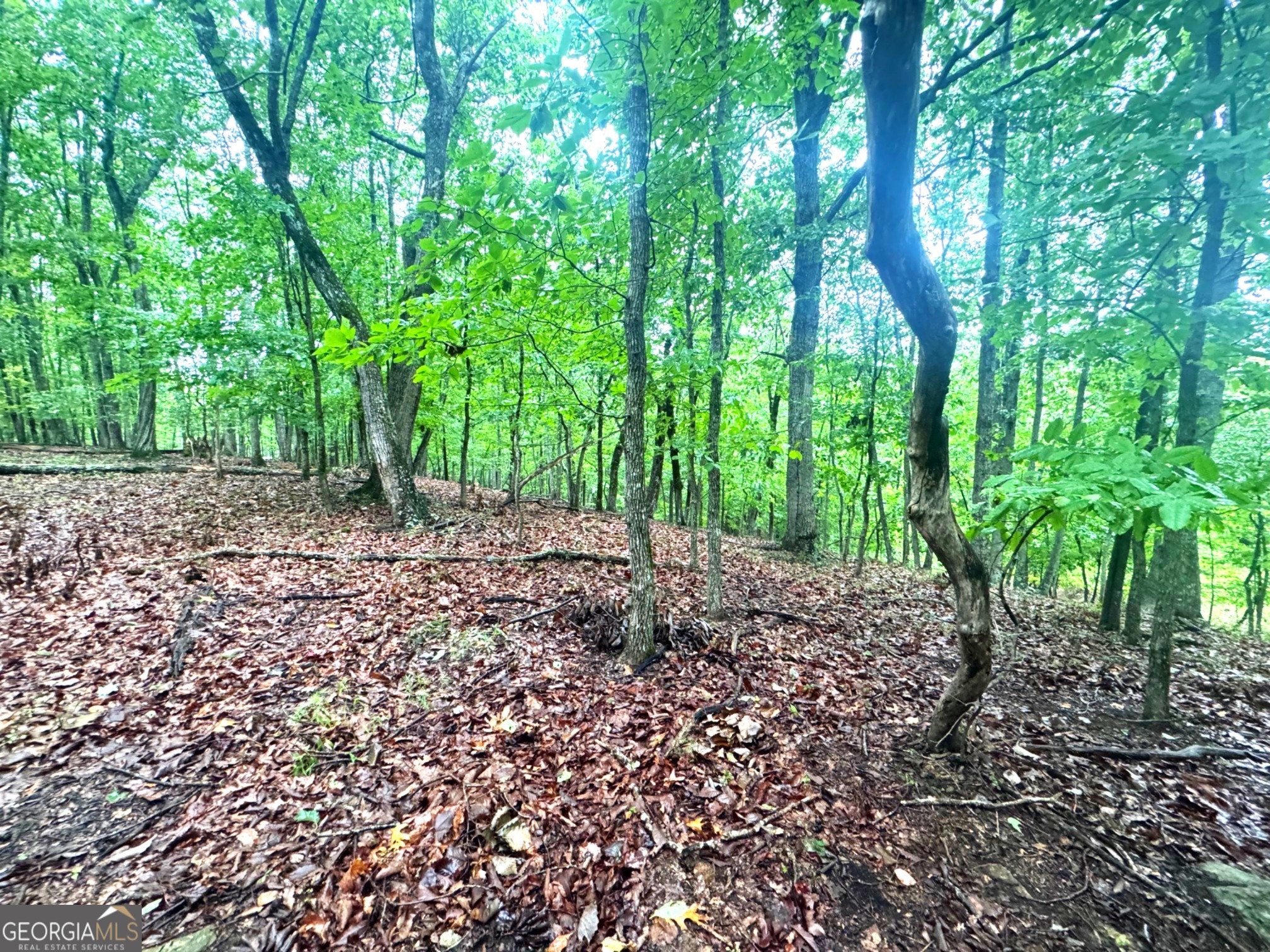 0 Planters Pointe Terrace Baldwin, GA 30511 - Photo 7 of 10 a view of a yard with plants and trees