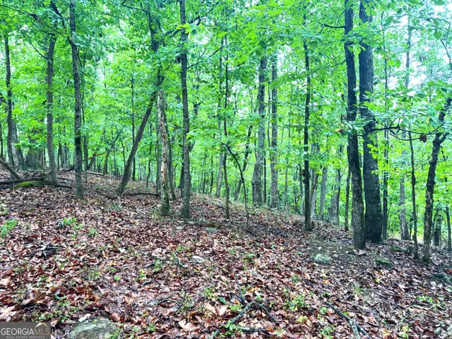 a view of a forest that has large trees