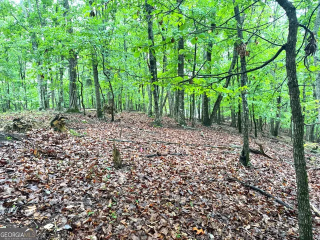 a backyard of a house with lots of plants and large trees