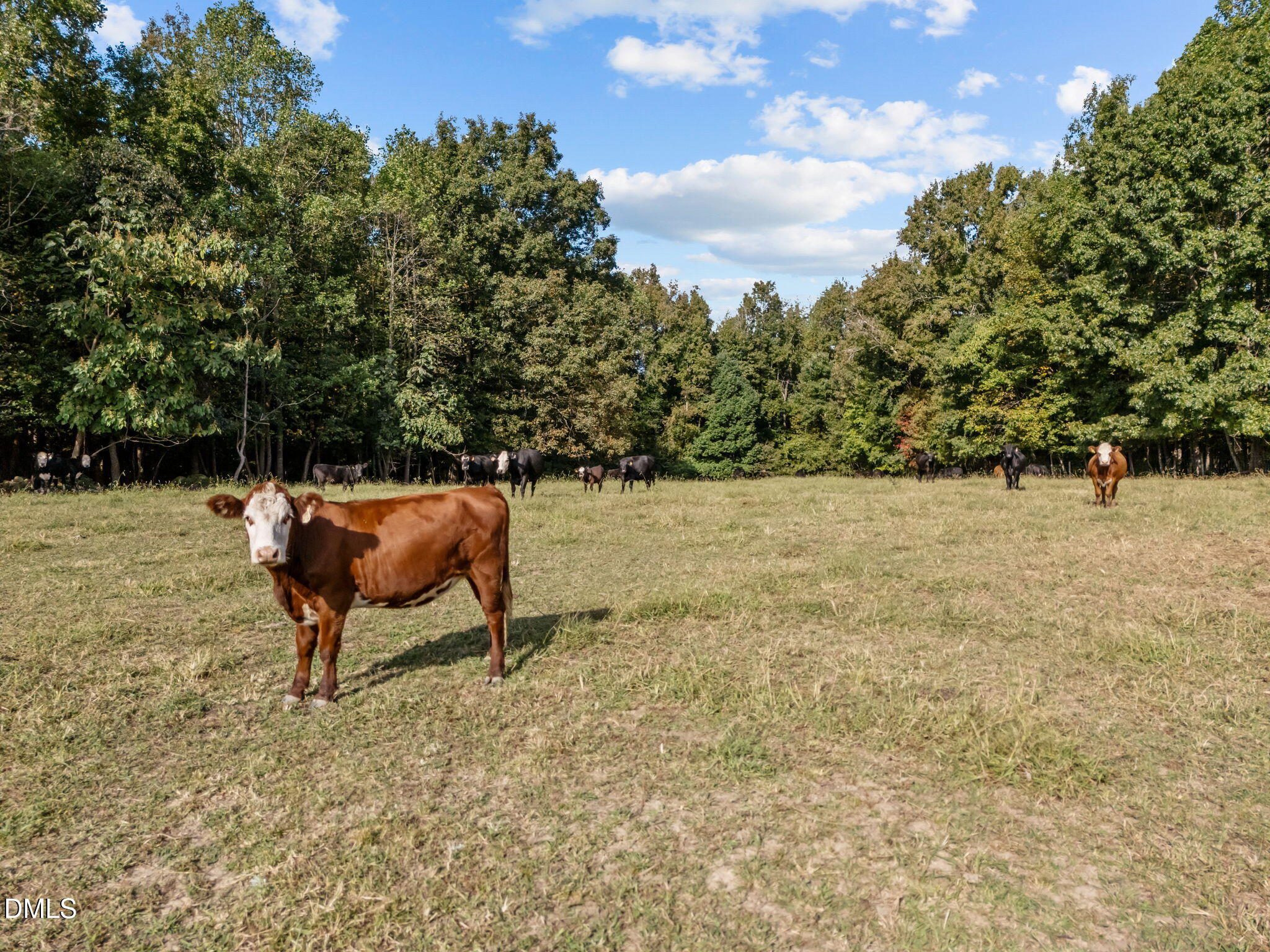 9400 Wheelers Church Road Cedar Grove, NC 27231 - Photo 78 of 96 12-web-or-mls-DJI_20250924095304_0013_D