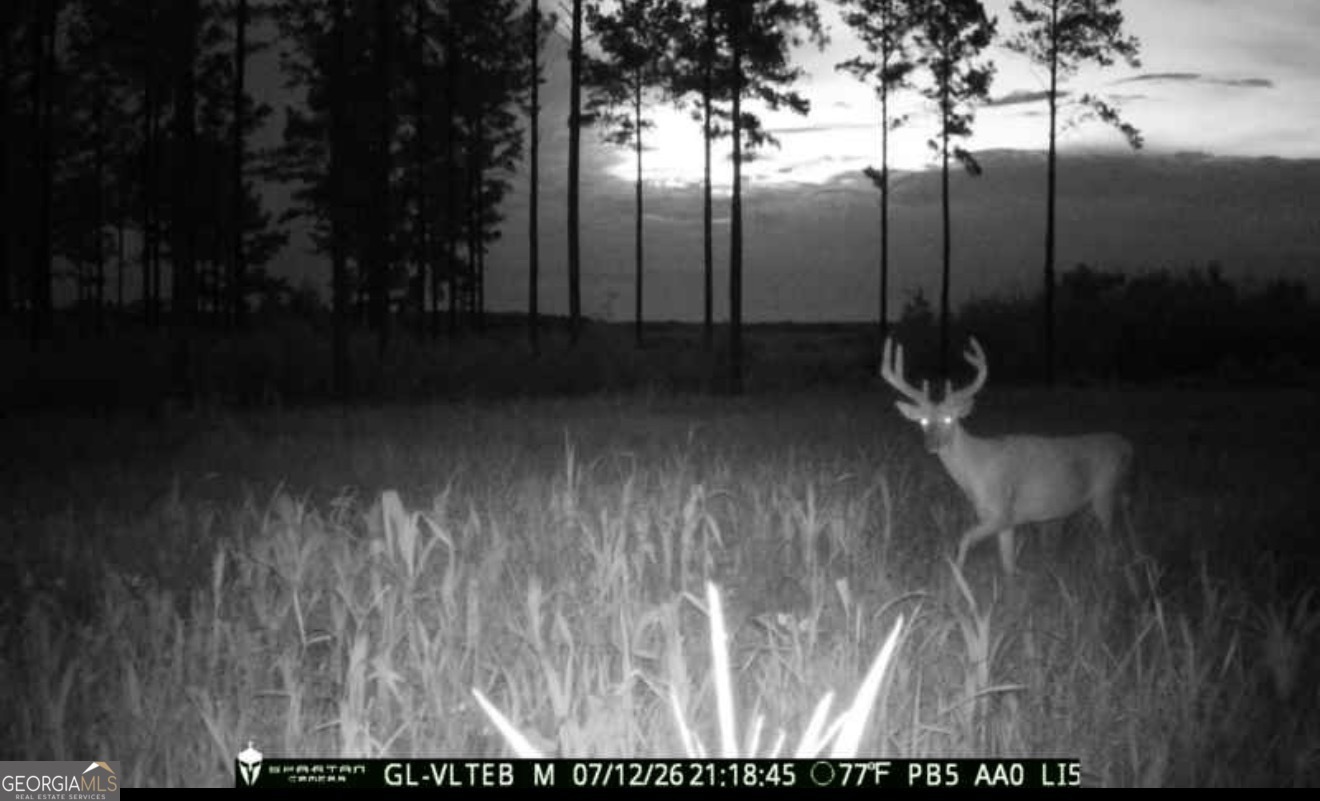 0 Poplar Springs Road Byromville, GA 31007 - Photo 11 of 36 Gallery Image 11