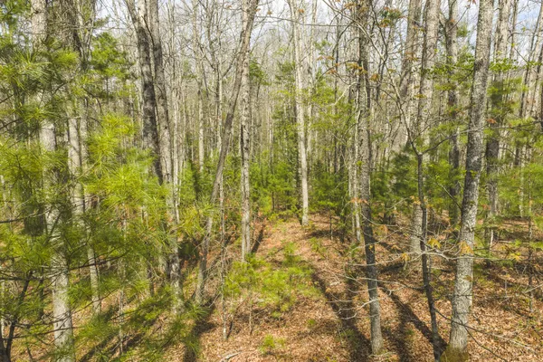 a view of open space with trees