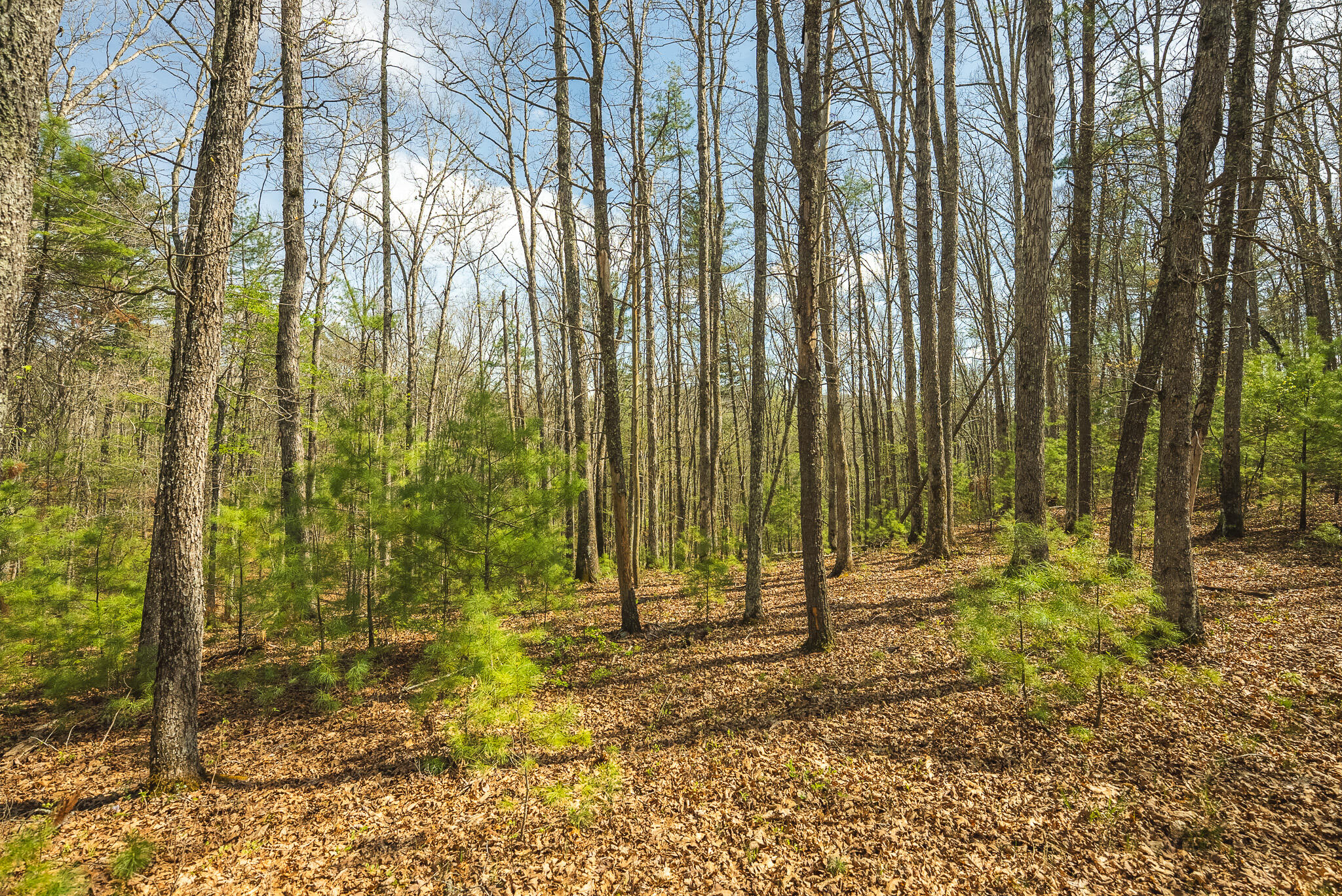 Whip-poor Will Hollow Road Warm Springs, VA 24484 - Photo 25 of 51 a view of open space with trees