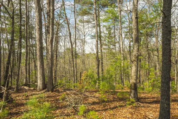 a view of outdoor space with trees