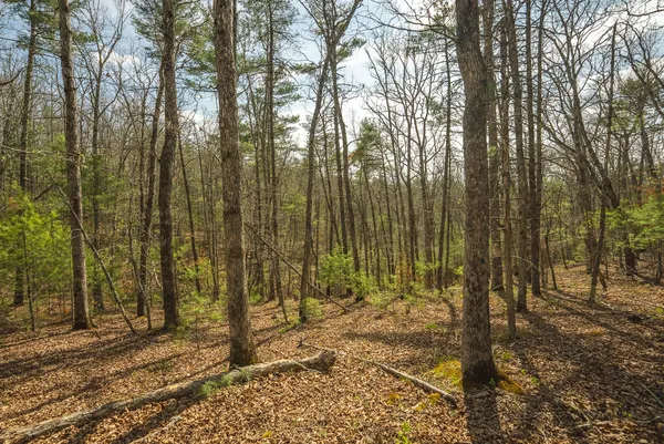 a view of outdoor space with trees