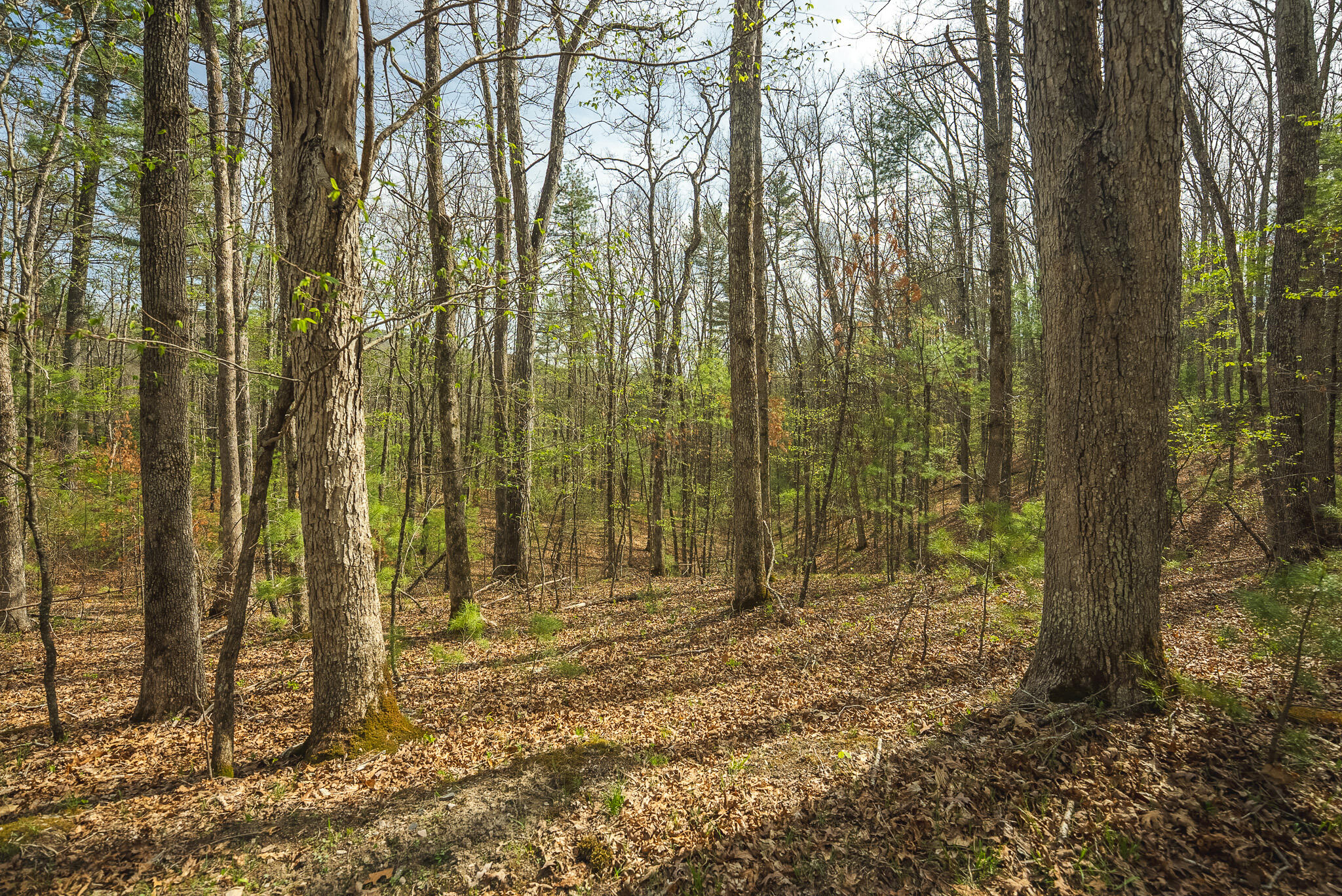 Whip-poor Will Hollow Road Warm Springs, VA 24484 - Photo 47 of 51 a view of outdoor space with lots of trees