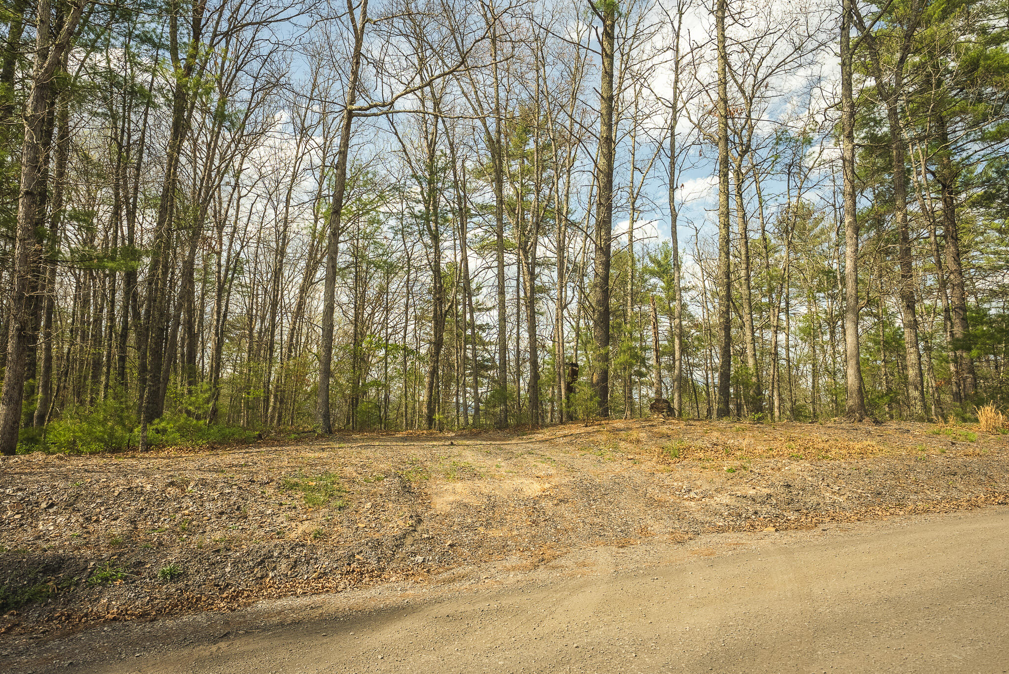 Whip-poor Will Hollow Road Warm Springs, VA 24484 - Photo 49 of 51 a view of a yard with large trees
