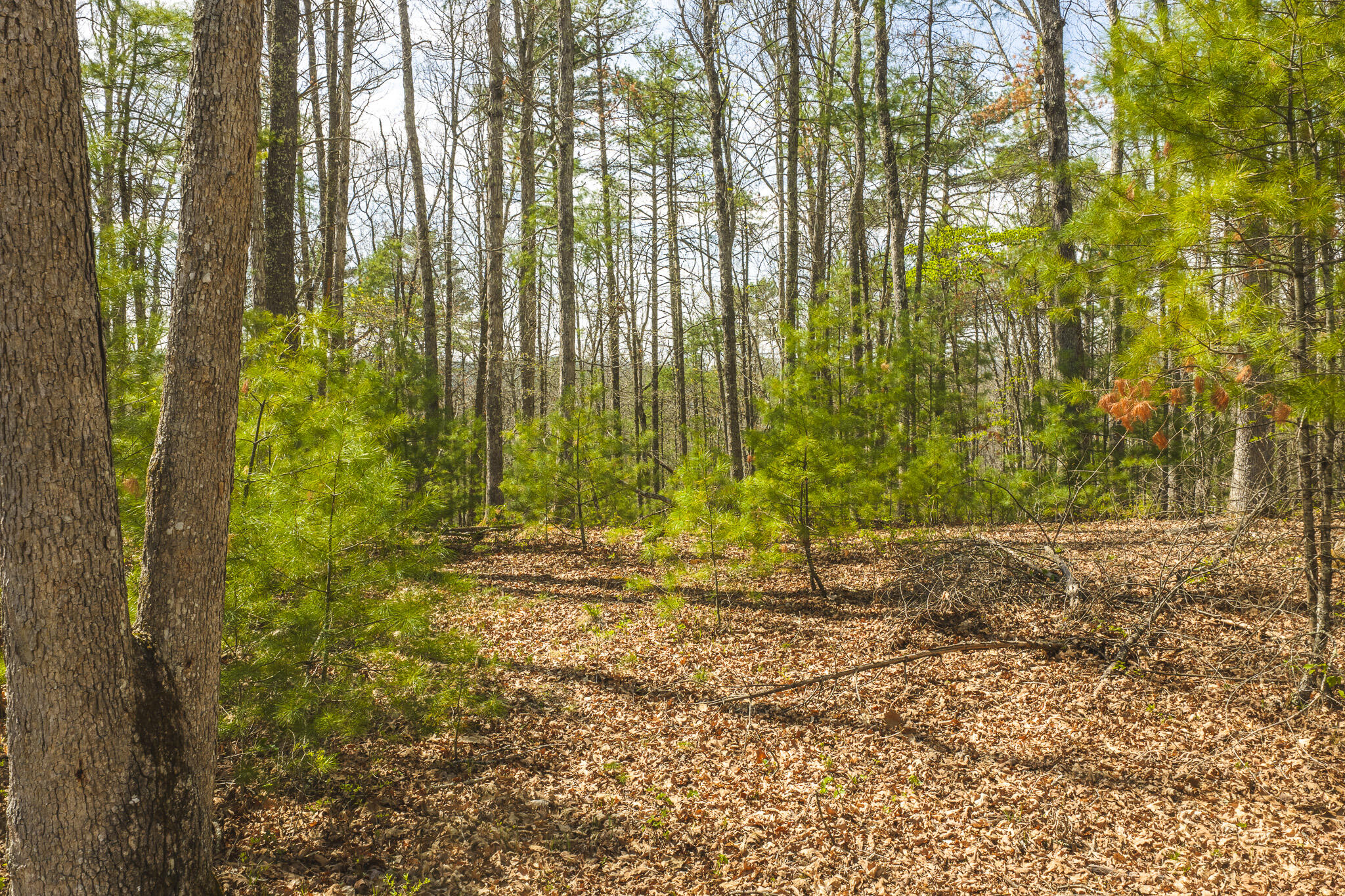 Whip-poor Will Hollow Road Warm Springs, VA 24484 - Photo 5 of 51 a view of backyard with green space