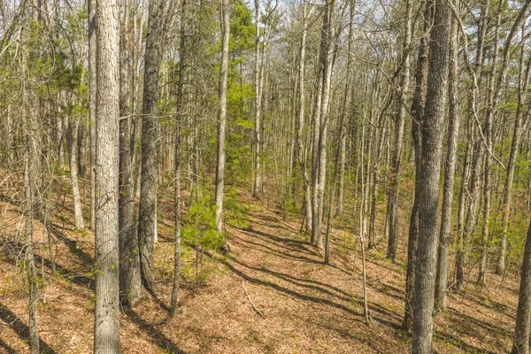 a view of a mountain range with trees
