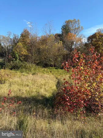 a view of a tree in a yard