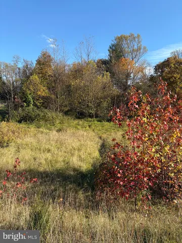 a view of a tree in a yard