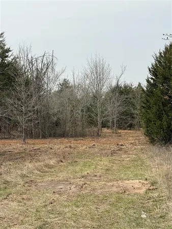 a view of a forest filled with trees