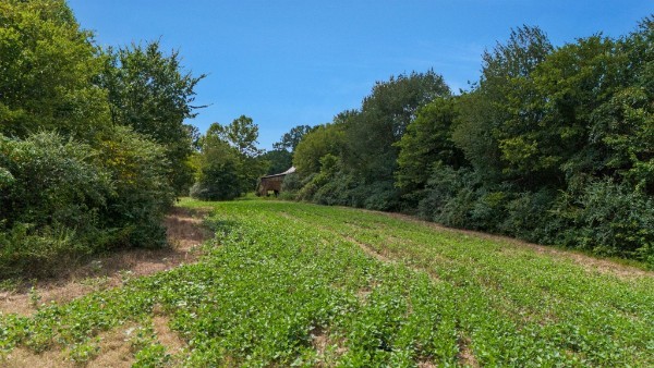 4664 New Cut Road Greenbrier, TN 37073 - Photo 71 of 85 a view of a big yard with plants and large trees
