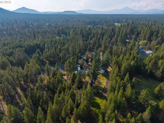 a view of a lush green forest with lots of trees