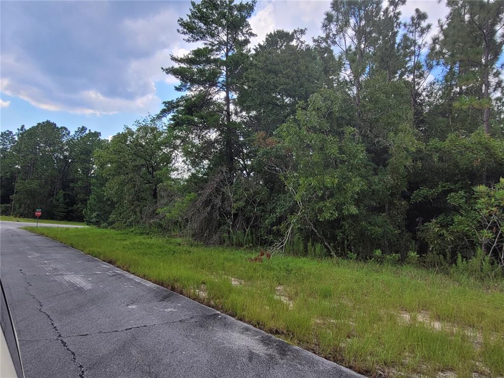 135 Southwest Sw Street Ocala, FL 34473 - Photo 2 of 5 a view of a yard with a tree