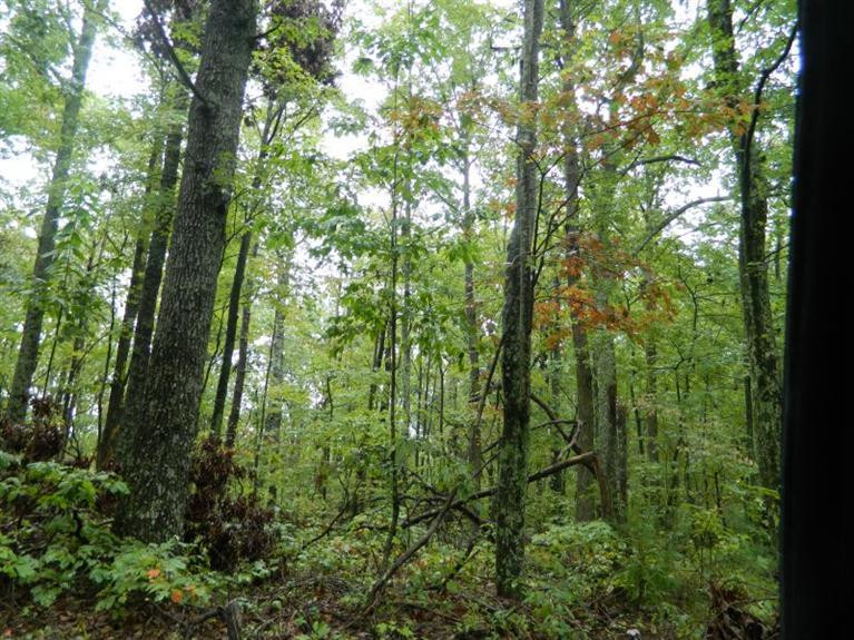1 Bean Pole Road McKee, KY 40447 - Photo 2 of 7 Photo 2