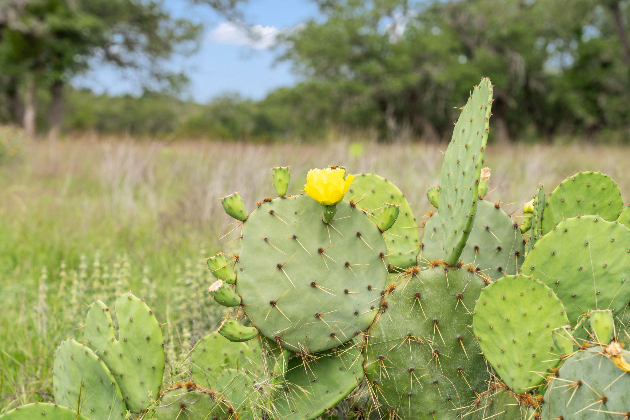 120 Trophy Oak Point Fredericksburg, TX 78624 - Photo 29 of 33 Exterior view