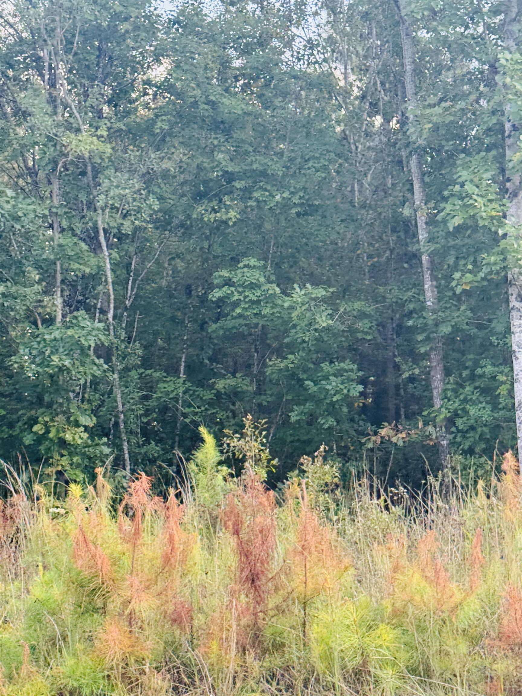 0 Ekom Beach Road Ware Shoals, SC 29692 - Photo 3 of 7