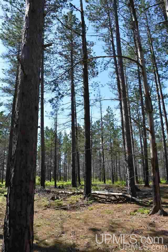 0 Off Co Road, Unit LITTLE PIKE LAKE Newberry, MI 49868 - Photo 6 of 11
