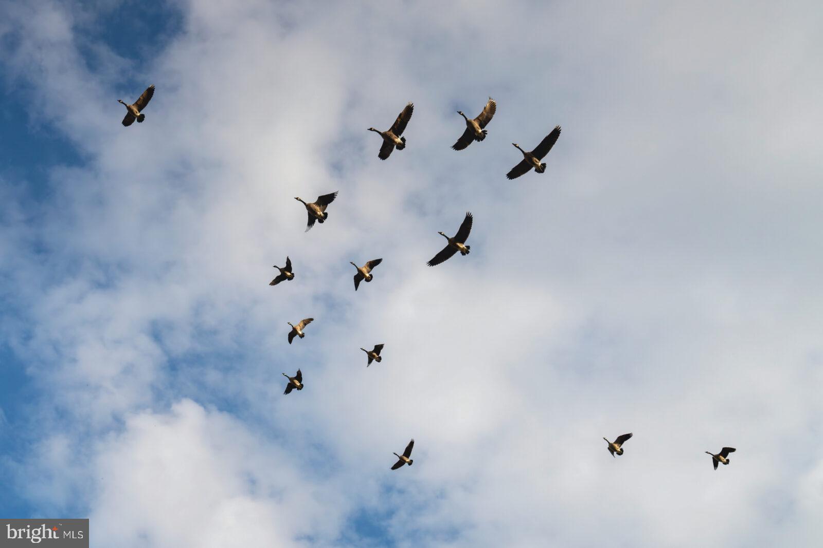 2669 Ocean Gateway Trappe, MD 21673 - Photo 41 of 47 a view of a closet