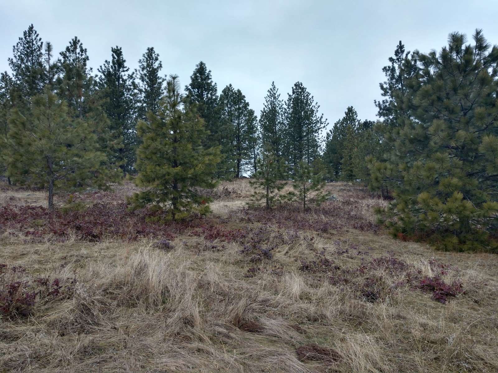 0 North Spotted Road, Unit LOT A Deer Park, WA 99006 - Photo 15 of 20 Gallery Image 15