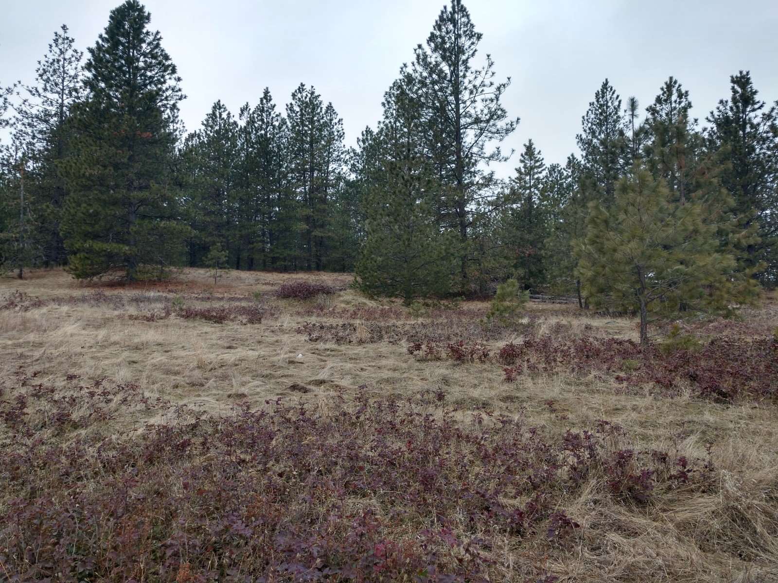 0 North Spotted Road, Unit LOT A Deer Park, WA 99006 - Photo 16 of 20 Gallery Image 16