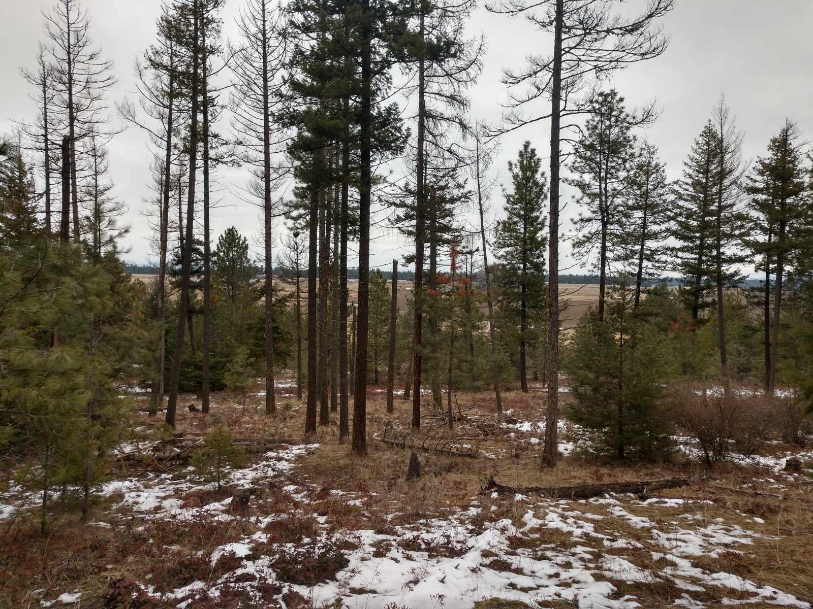 0 North Spotted Road, Unit LOT A Deer Park, WA 99006 - Photo 4 of 20 Gallery Image 4