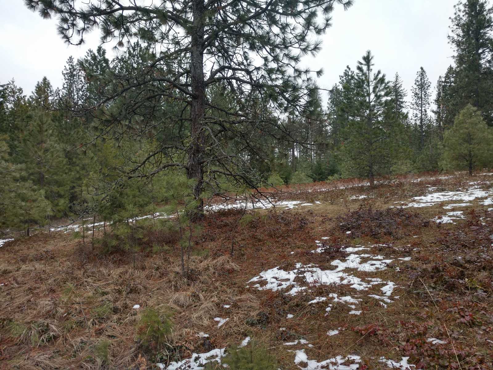 0 North Spotted Road, Unit LOT A Deer Park, WA 99006 - Photo 7 of 20 Gallery Image 7