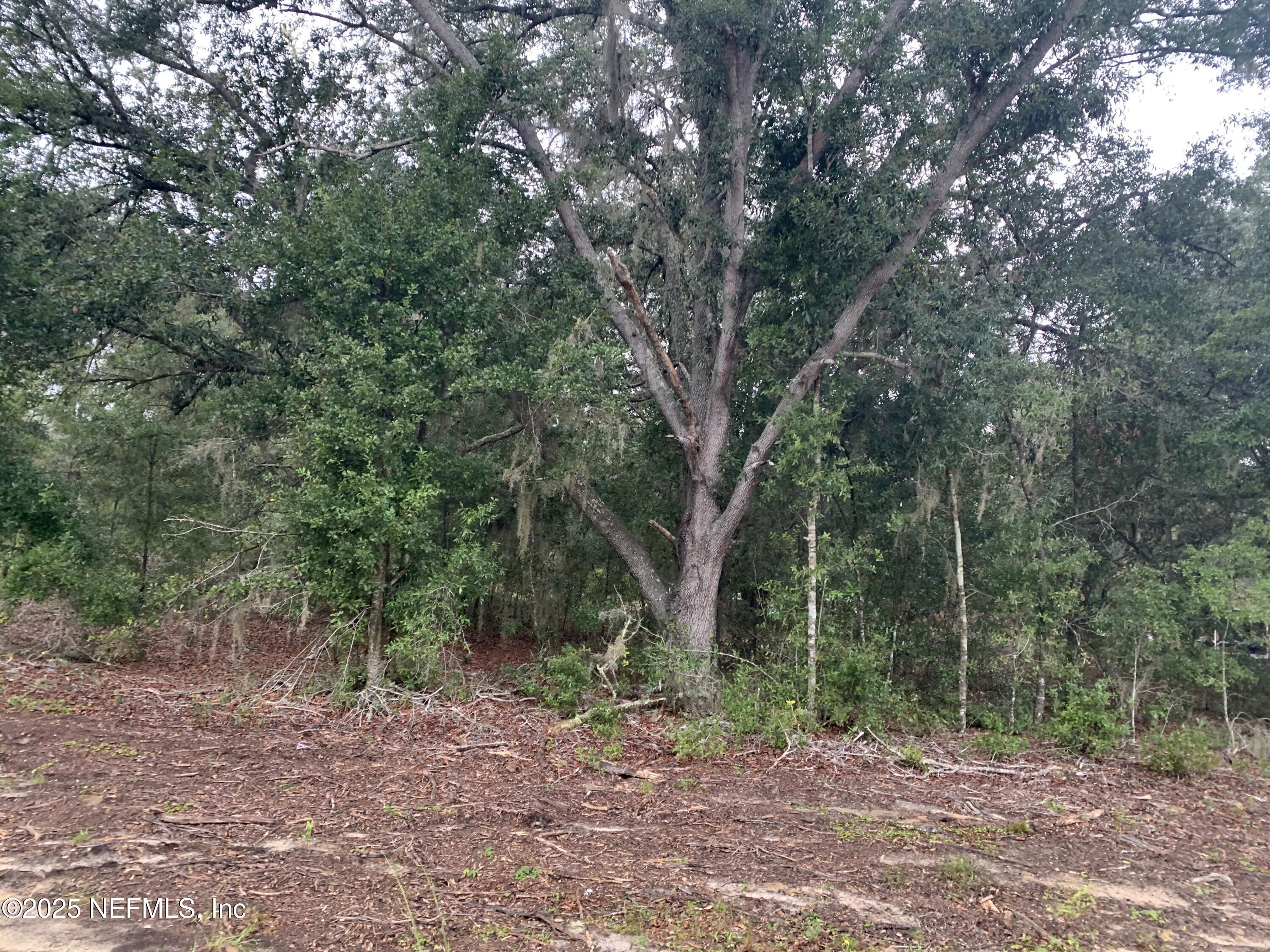 250 Lenore Avenue Interlachen, FL 32148 - Photo 7 of 13 Hart - 000 Lenore Ave