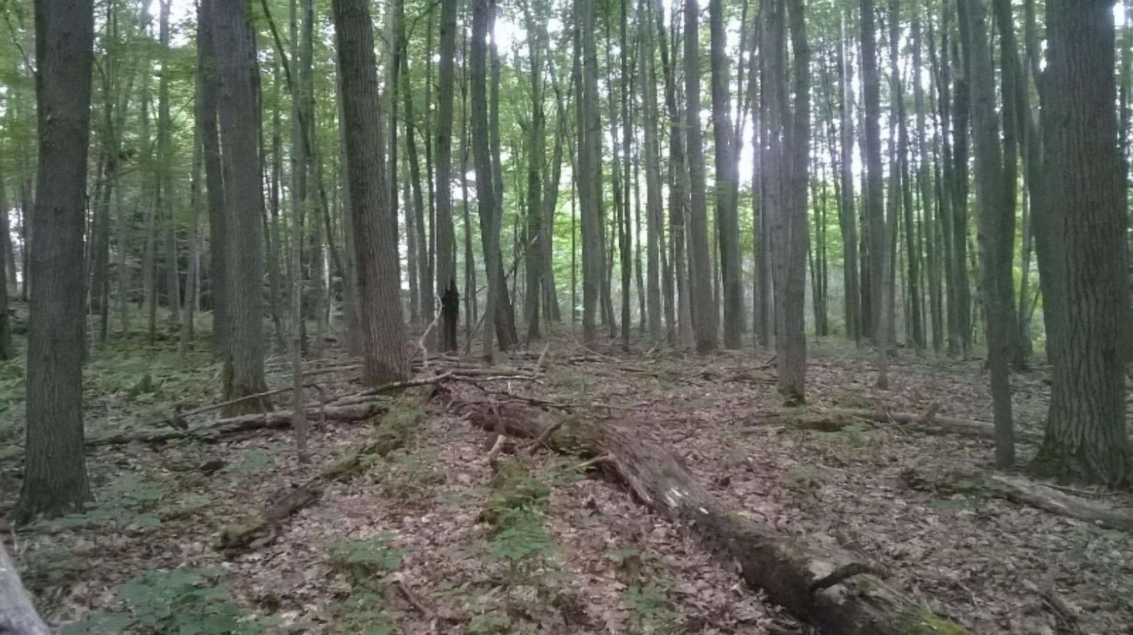 Costabella Road Barryton, MI 49305 - Photo 13 of 18 WP_20150630_014