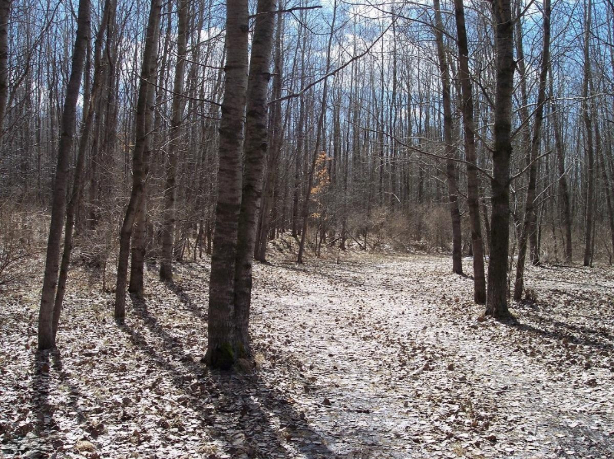 Costabella Road Barryton, MI 49305 - Photo 6 of 18 43 Costabella two track.jpg