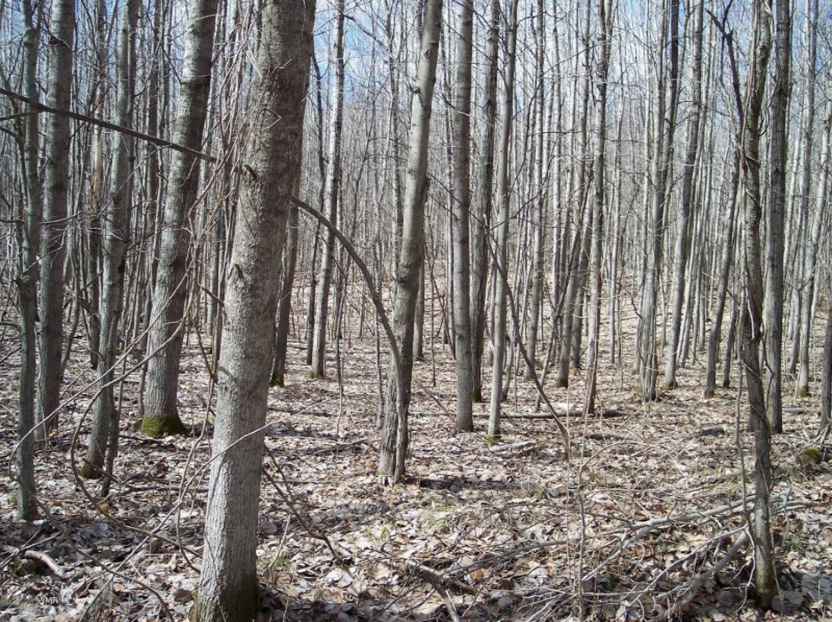 Costabella Road Barryton, MI 49305 - Photo 8 of 18 46 from costabella two track.jpg
