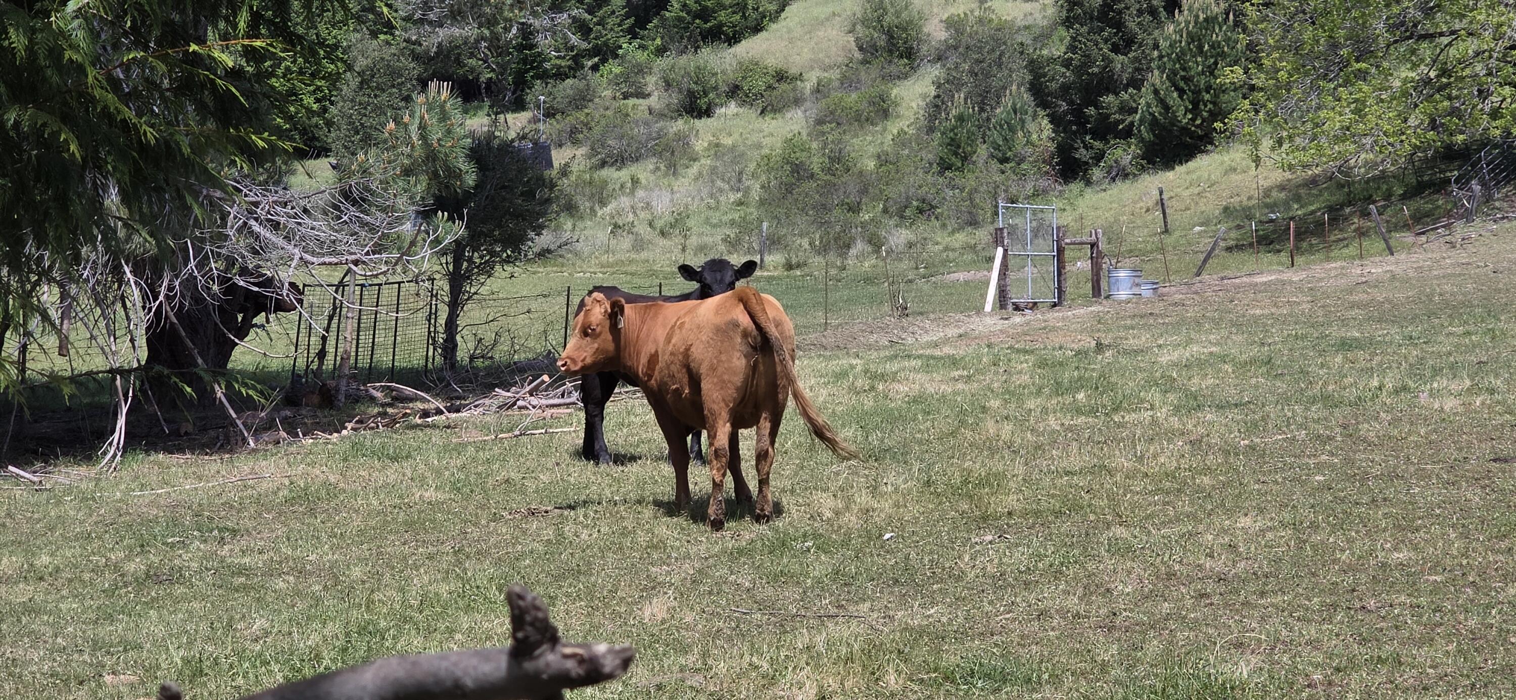 725 Old Hindley Ranch Road Petrolia, CA 95558 - Photo 12 of 33
