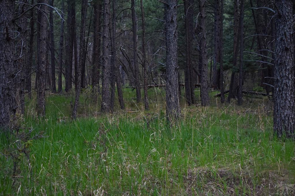165 West Rye Co 81069 Rye, CO 81069 - Photo 14 of 38