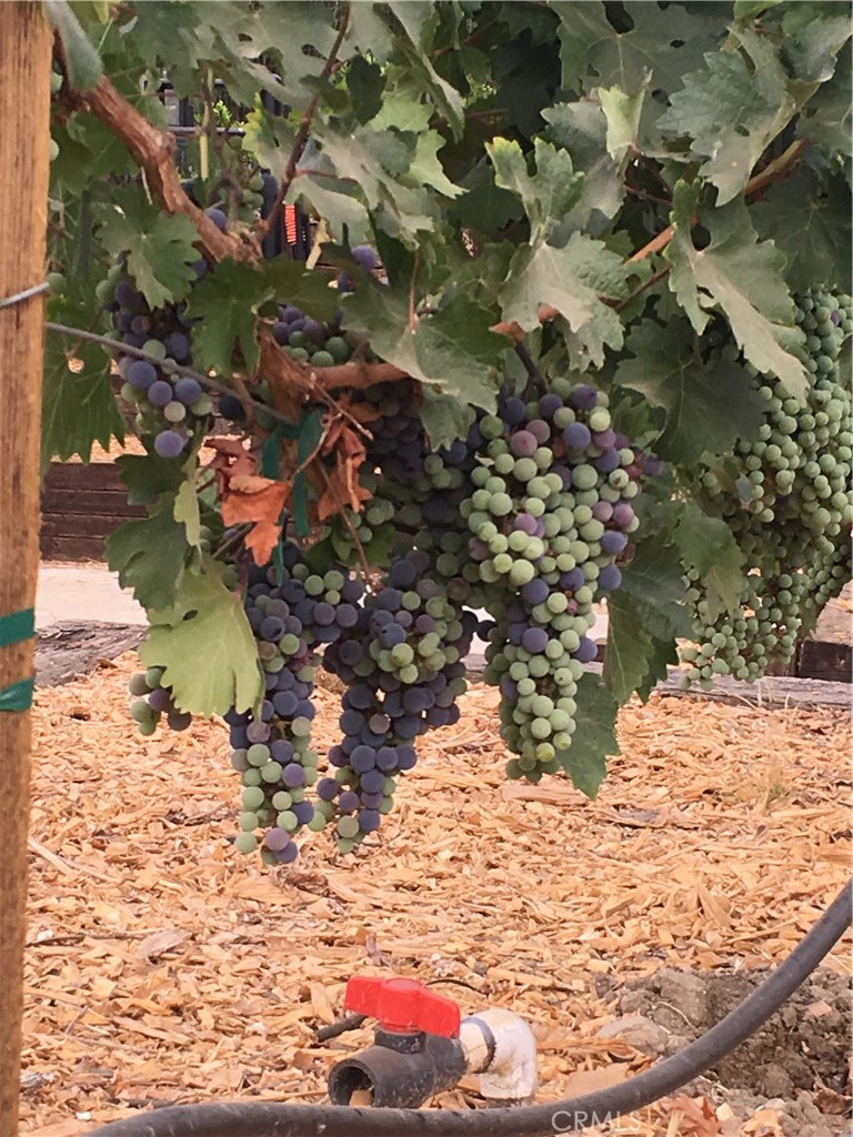 10161 Foothill Boulevard Sylmar, CA 91342 - Photo 60 of 65 a view of a tree