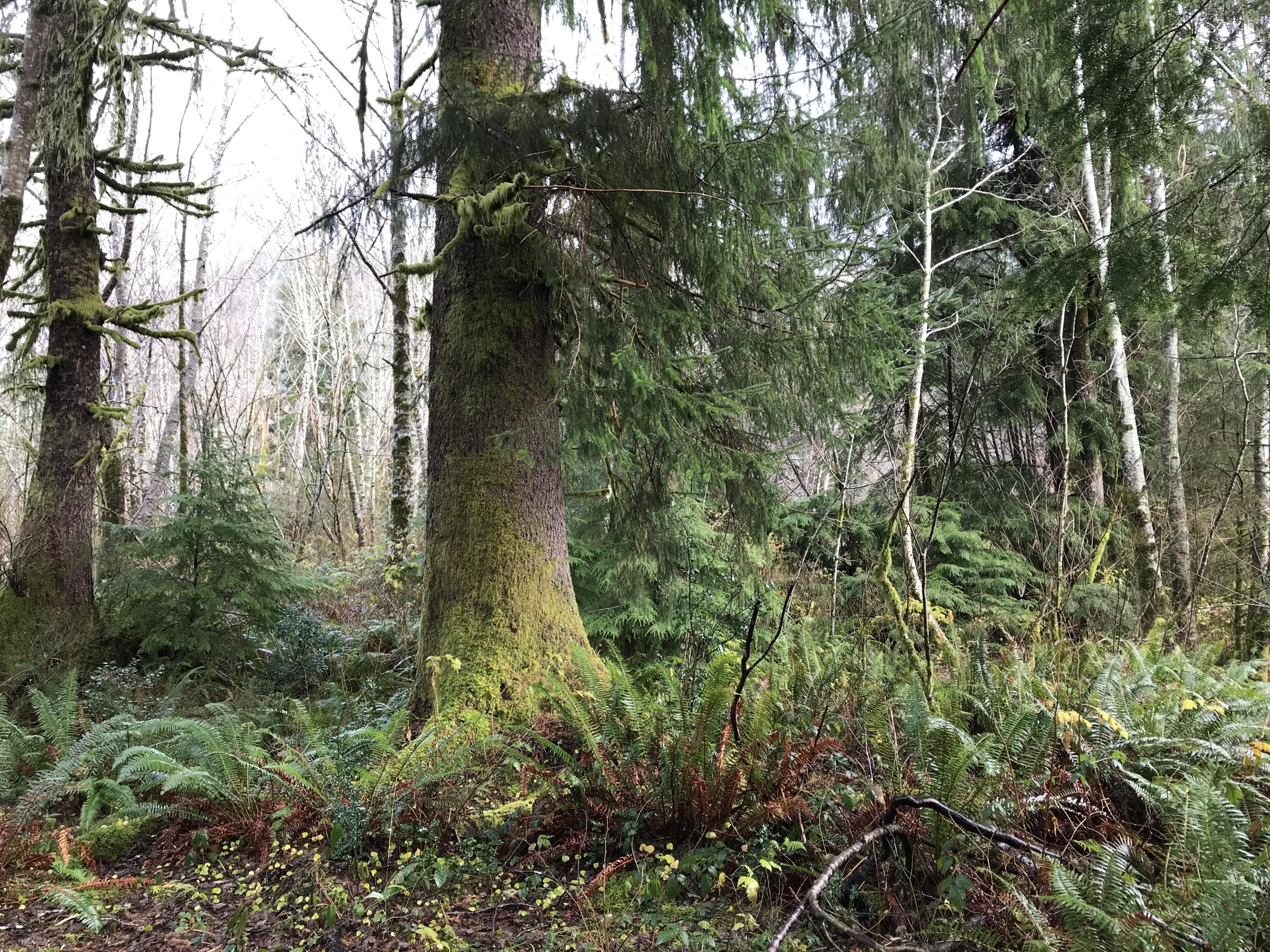 V/l Miami Foley Road Nehalem, OR 97131 - Photo 12 of 21 Lot