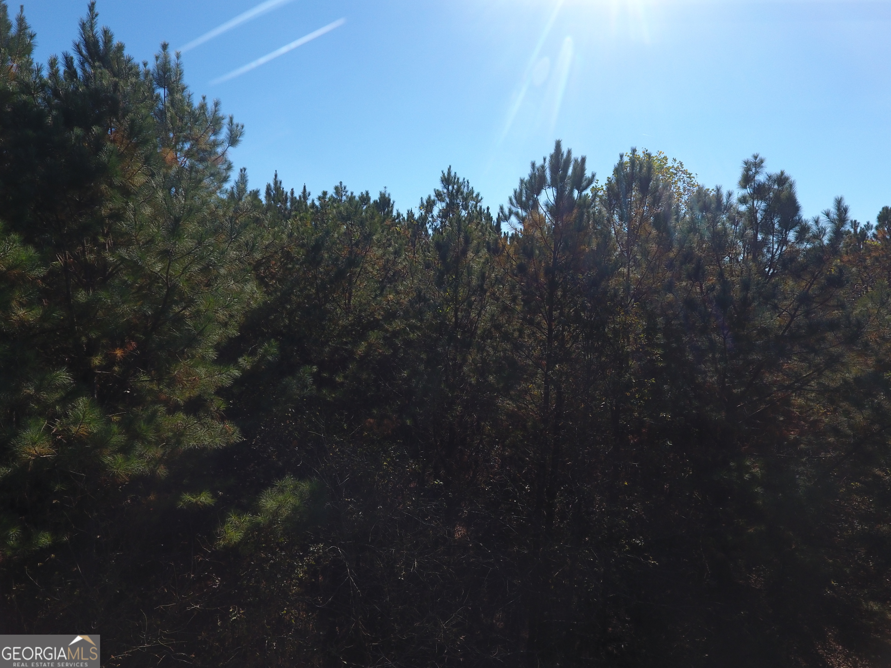 0 Hall Memorial Road, Unit 9595 Calhoun, GA 30703 - Photo 15 of 29 a view of a yard in a forest