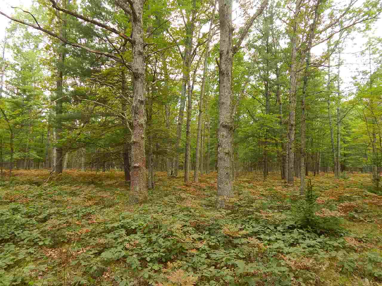 11212 West 26 Â⾠Road Harrietta, MI 49638 - Photo 20 of 64 1823593-19.JPG