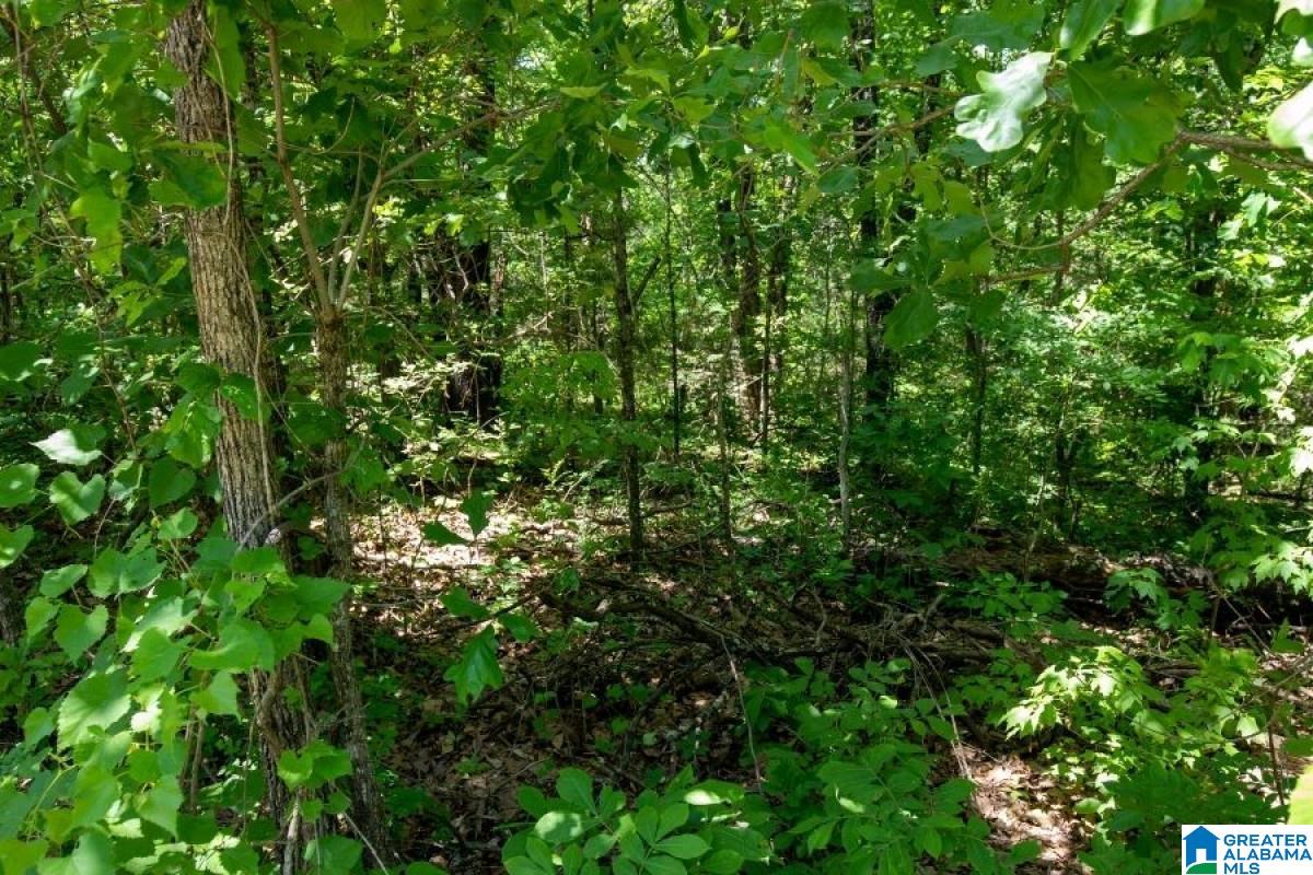 Corner Mountain Road Carbon Hill, AL 35549 - Photo 6 of 8