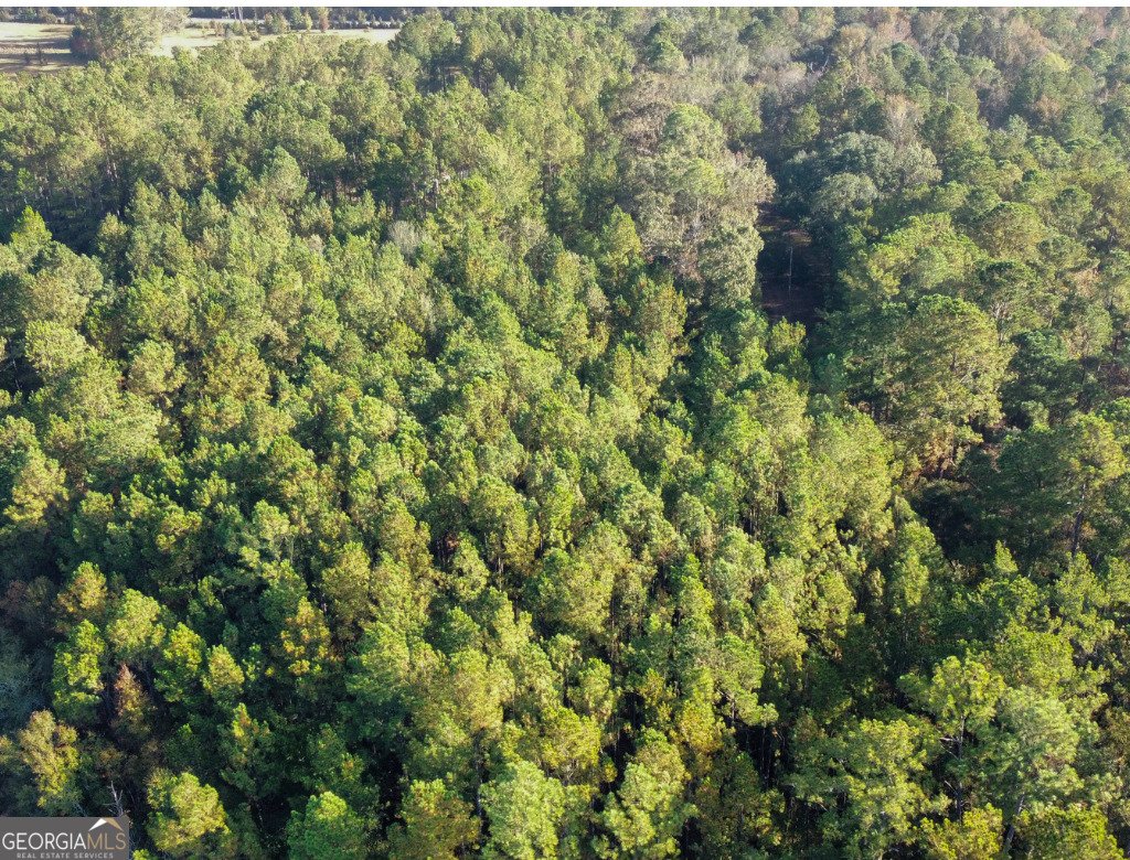 0 Mosley Road Claxton, GA 30417 - Photo 8 of 8 a view of a big yard with plants and large trees