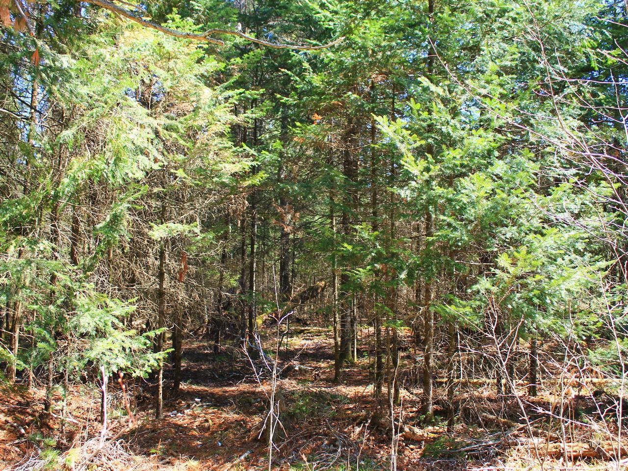 4260 Lake Of The Falls Road Mercer, WI 54547 - Photo 11 of 28 Gallery Image 11