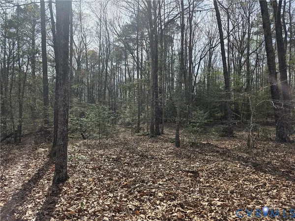 a view of a forest filled with trees