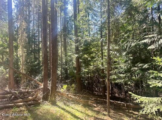 Nka Santa Creek Road St. Maries, ID 83861 - Photo 8 of 18 North side county road