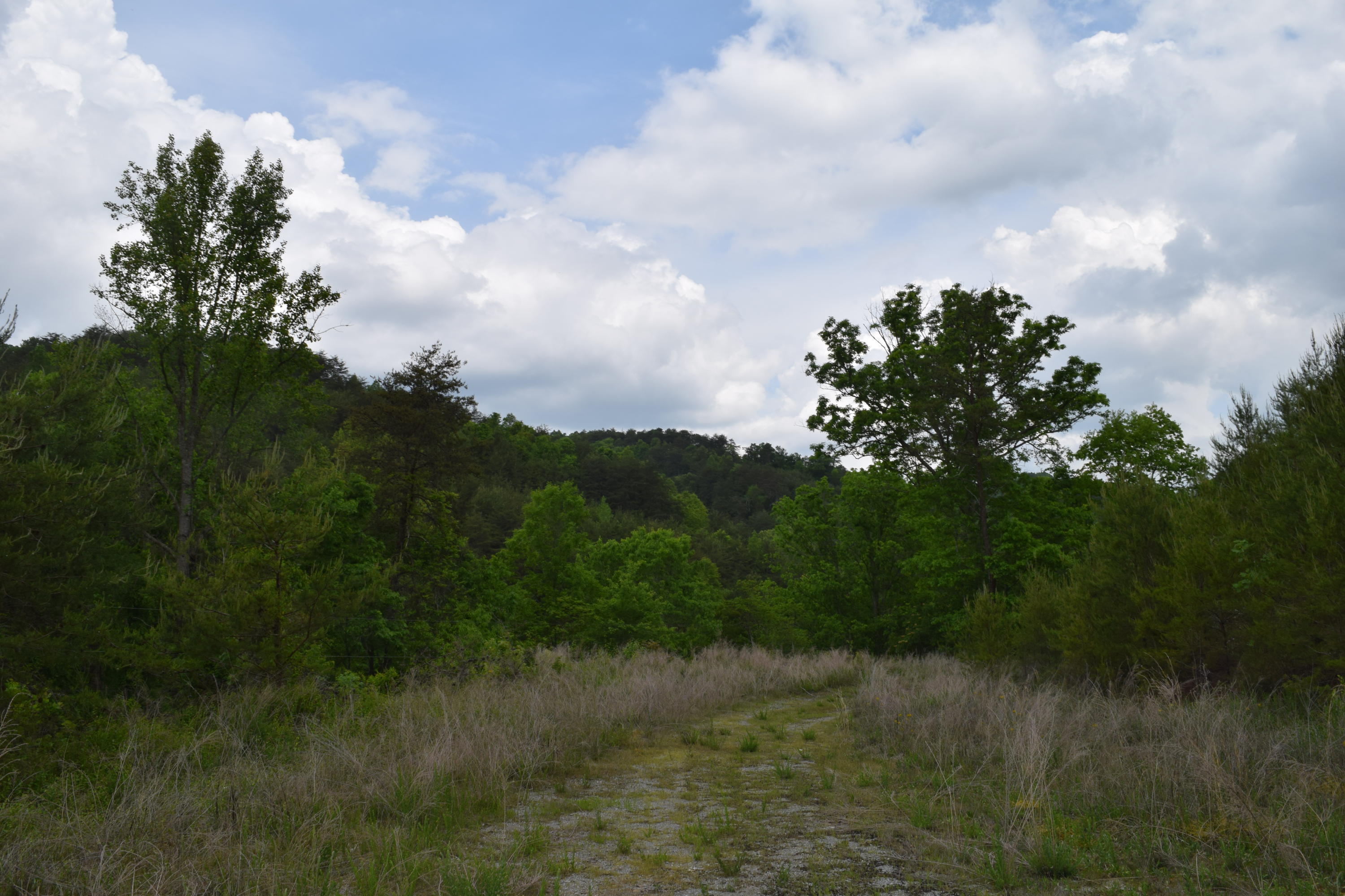 40-ac Yellow Branch Road Sneedville, TN 37869 - Photo 1 of 6 DSC_0977