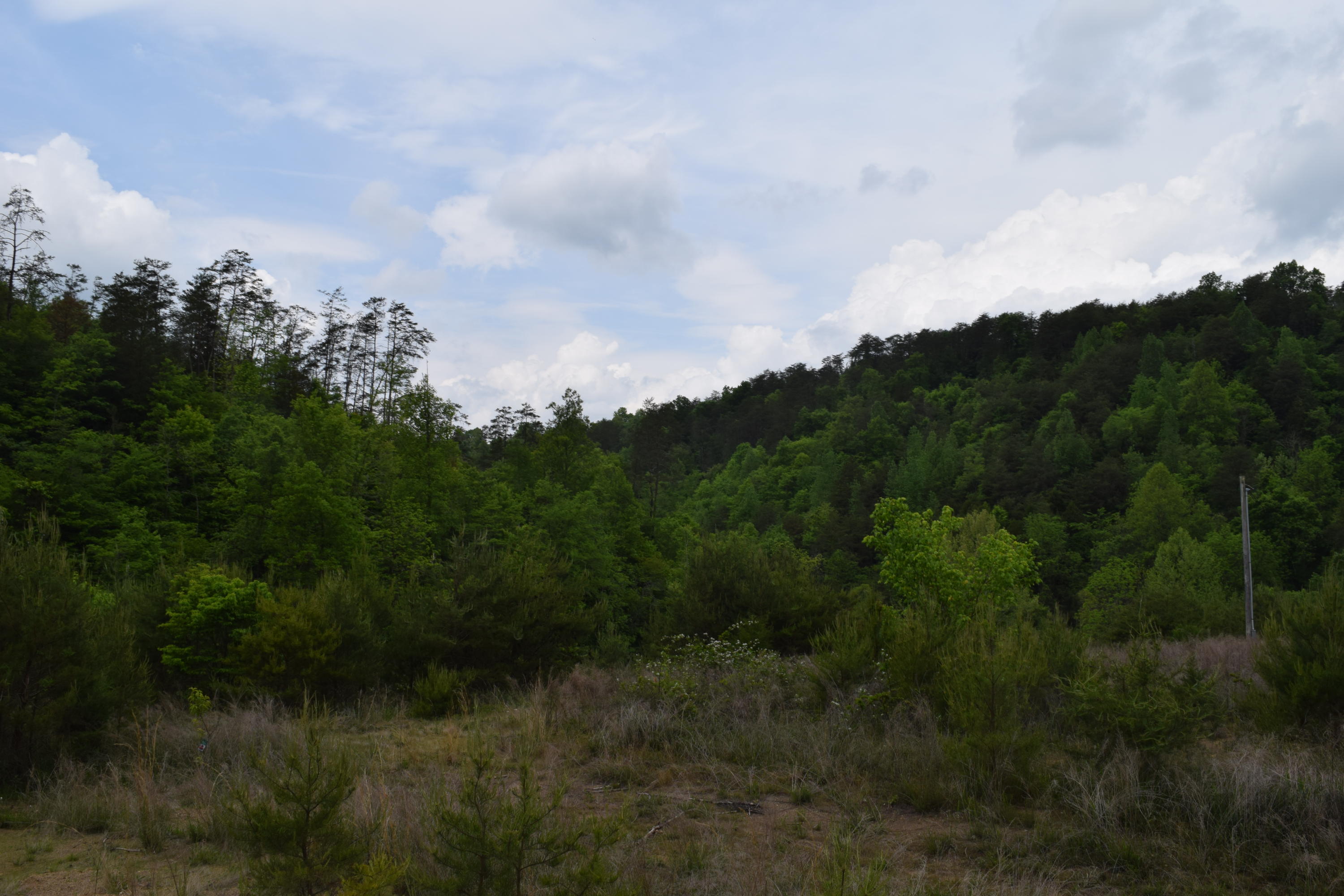 40-ac Yellow Branch Road Sneedville, TN 37869 - Photo 4 of 6 DSC_0980