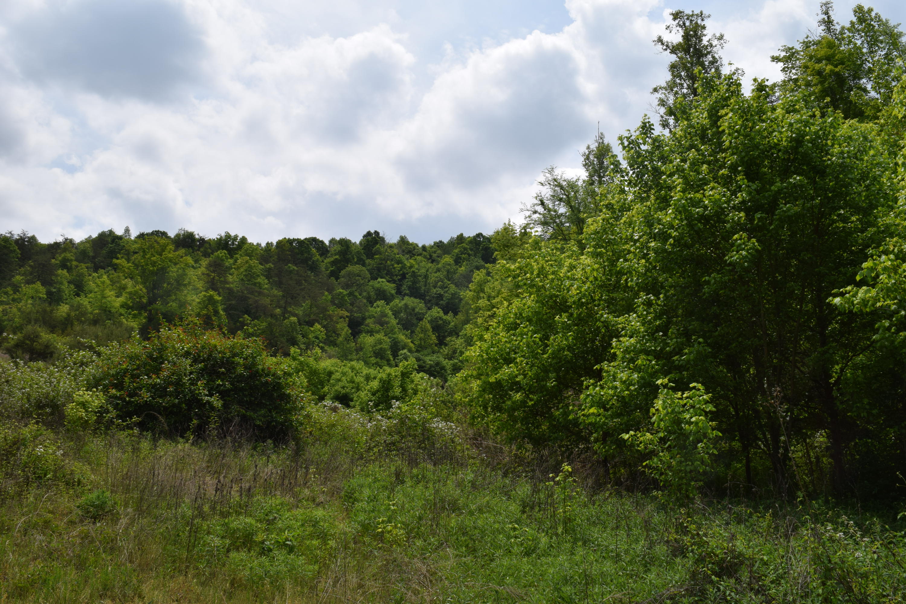 40-ac Yellow Branch Road Sneedville, TN 37869 - Photo 6 of 6 DSC_0982