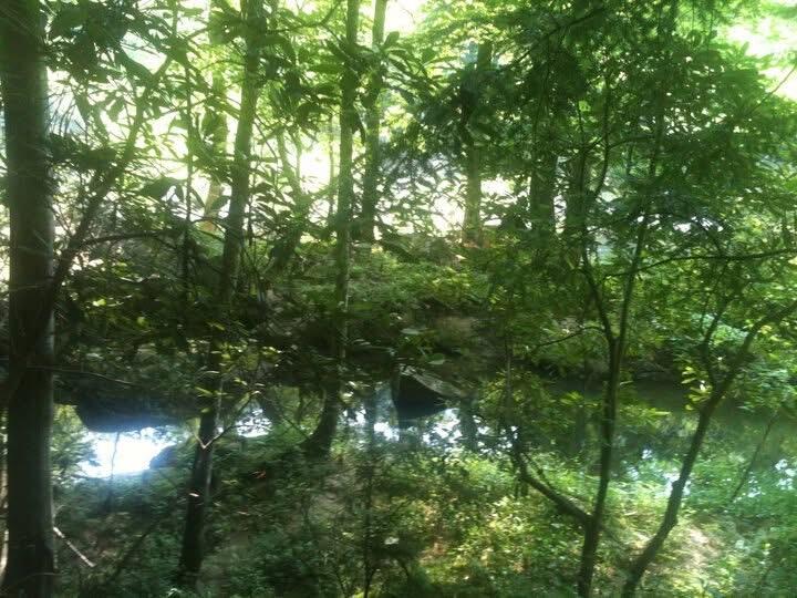 9999 Hales Fork Road Flat Lick, KY 40935 - Photo 16 of 47 IMG_0602