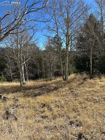 a view of a yard with trees