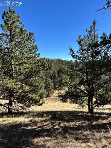 a view of a yard with a tree